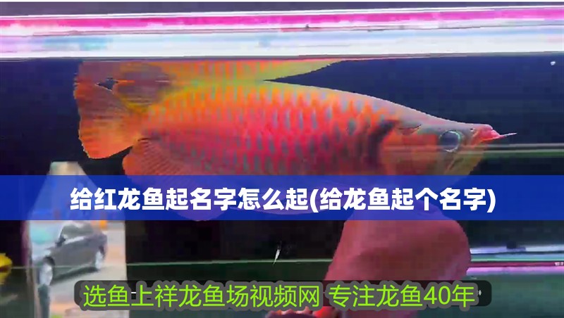 給紅龍魚起名字怎么起(給龍魚起個(gè)名字)