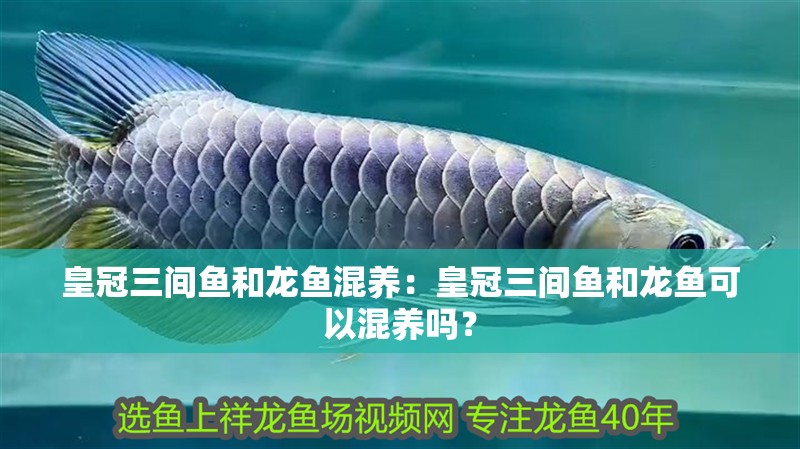 皇冠三間魚和龍魚混養：皇冠三間魚和龍魚可以混養嗎？