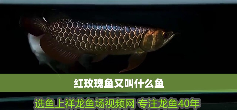 紅玫瑰魚又叫什么魚