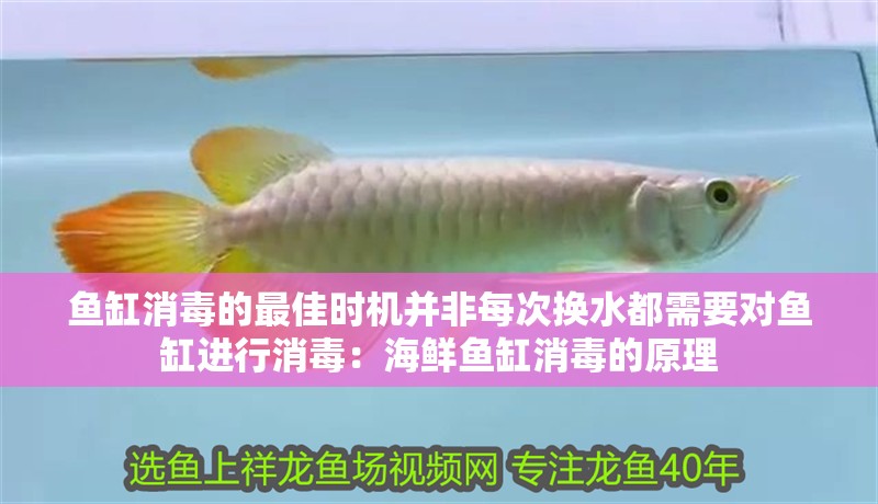 我的虎魚真菌感染了要怎么處理 魚缸消毒的最佳時機并非每次換水都需要對魚缸進行消毒:海鮮魚缸消毒的原理 魚缸百科 魚缸消毒的最佳時機并非每次換水都需要對魚缸進行消毒:海鮮魚缸消毒的原理 魚缸消毒的最佳時機并非每次換水都需要對魚缸進行消毒:海鮮魚缸消毒的原理 魚缸百科