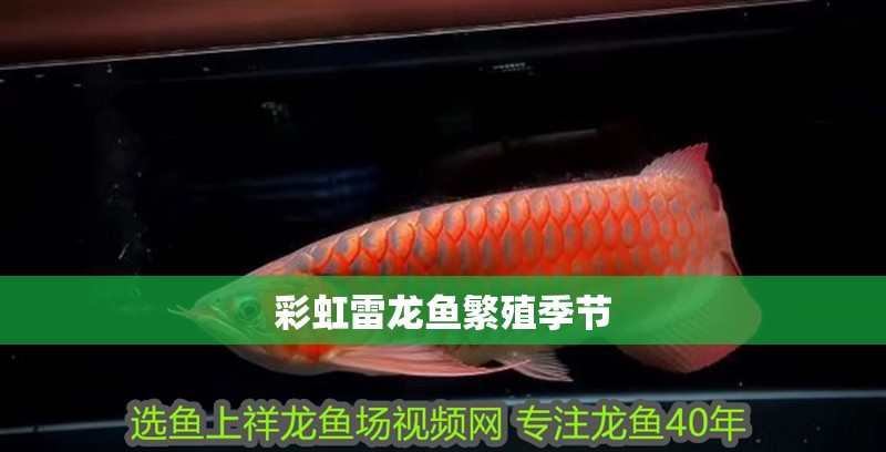 彩虹雷龍魚繁殖季節