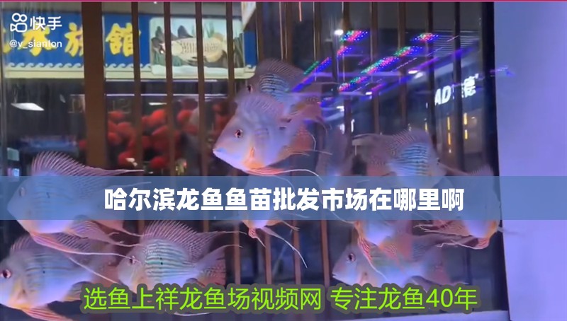 哈爾濱龍魚魚苗批發(fā)市場在哪里啊