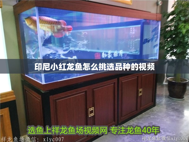印尼小紅龍魚怎么挑選品種的視頻