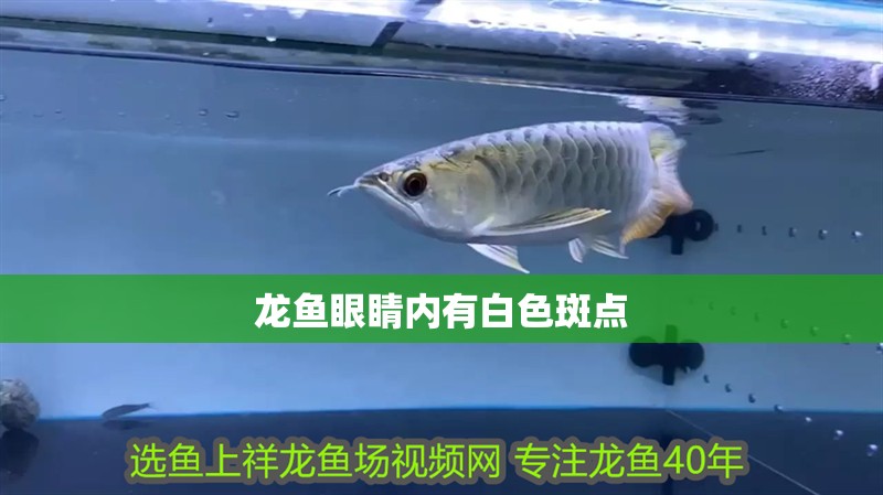 龍魚眼睛內有白色斑點
