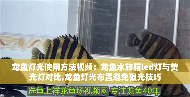 龍魚燈光使用方法視頻：龍魚水族箱led燈與熒光燈對比,龍魚燈光布置避免強光技巧