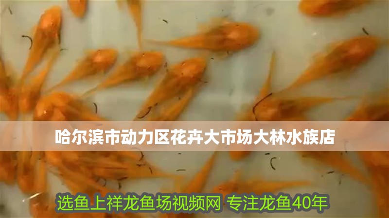 哈爾濱市動力區花卉大市場大林水族店