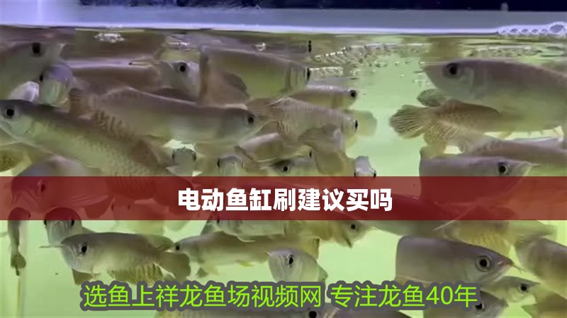 電動魚缸刷建議買嗎