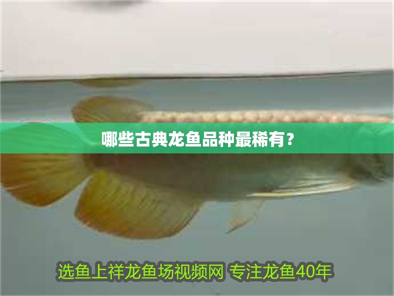 哪些古典龍魚品種最稀有？