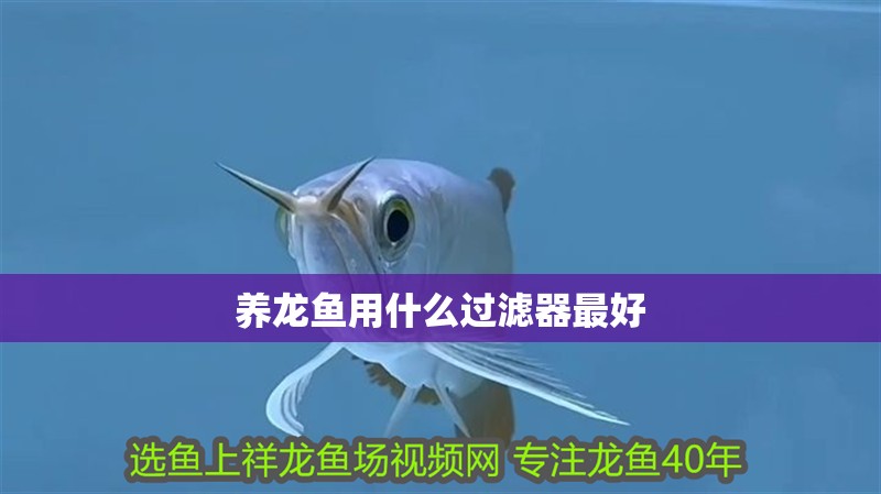 養龍魚用什么過濾器最好 養龍魚用什么過濾器最好 龍魚百科