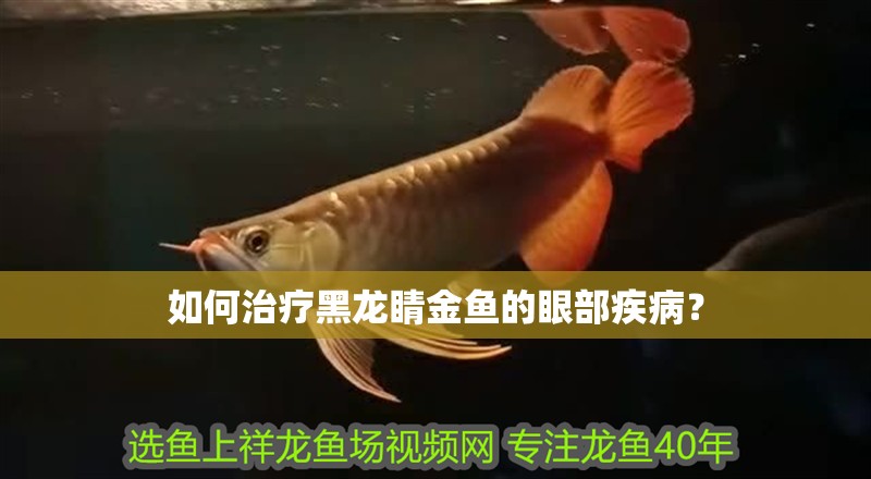 如何治療黑龍睛金魚的眼部疾病？ 如何治療黑龍睛金魚的眼部疾病？ 龍魚百科