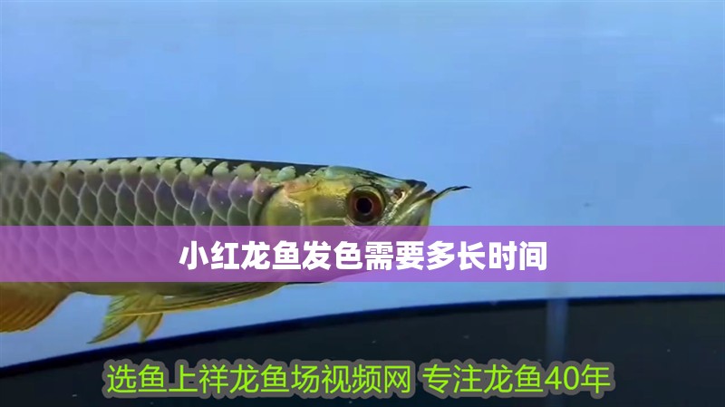 小紅龍魚發色需要多長時間 小紅龍魚發色需要多長時間 龍魚論壇