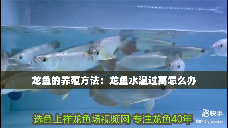 龍魚的養殖方法：龍魚水溫過高怎么辦