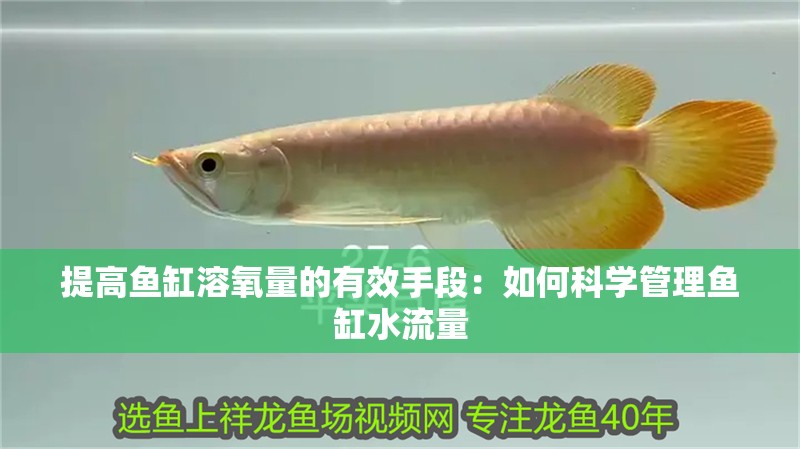 提高魚缸溶氧量的有效手段：如何科學管理魚缸水流量