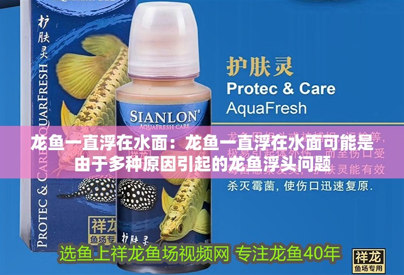 龍魚干蝦有營養嗎 龍魚一直浮在水面:龍魚一直浮在水面可能是由于多種原因引起的龍魚浮頭問題 龍魚百科 龍魚一直浮在水面:龍魚一直浮在水面可能是由于多種原因引起的龍魚浮頭問題 龍魚一直浮在水面:龍魚一直浮在水面可能是由于多種原因引起的龍魚浮頭問題 龍魚百科