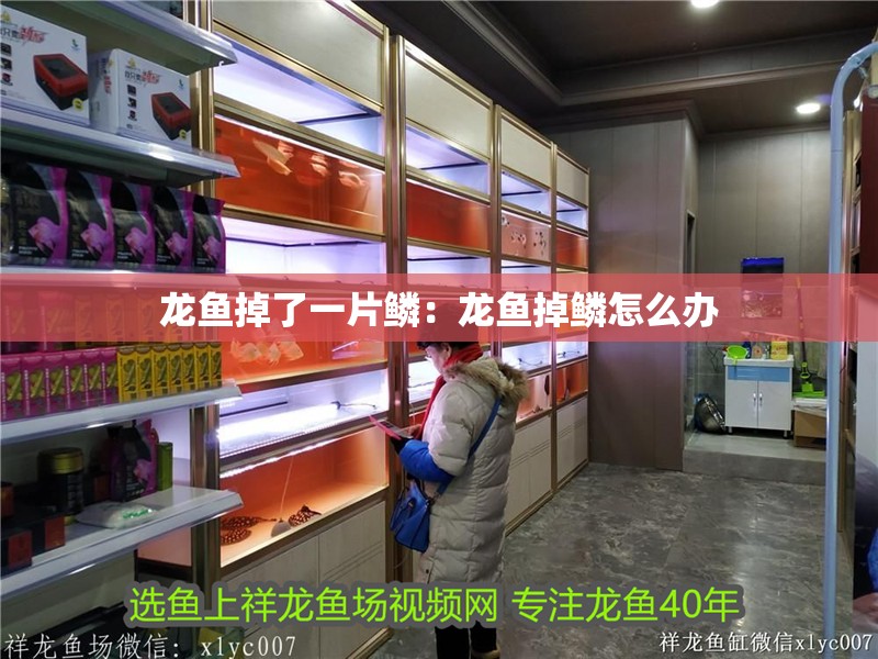 龍魚掉了一片鱗：龍魚掉鱗怎么辦