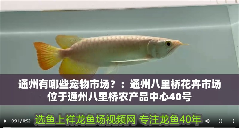 通州有哪些寵物市場？：通州八里橋花卉市場位于通州八里橋農產品中心40號 通州有哪些寵物市場？：通州八里橋花卉市場位于通州八里橋農產品中心40號 魚缸百科