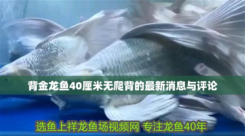 背金龍魚40厘米無爬背的最新消息與評論 背金龍魚40厘米無爬背的最新消息與評論 龍魚論壇