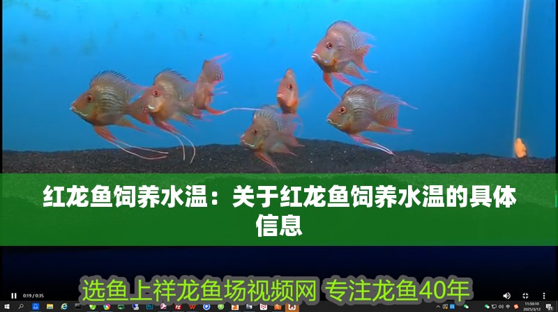 紅龍魚飼養水溫：關于紅龍魚飼養水溫的具體信息