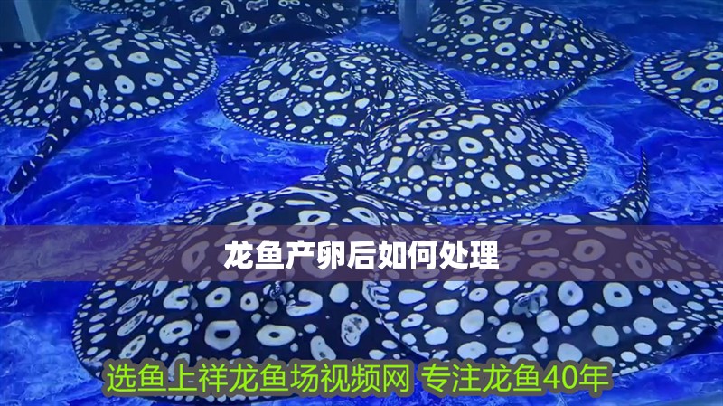 龍魚產(chǎn)卵后如何處理