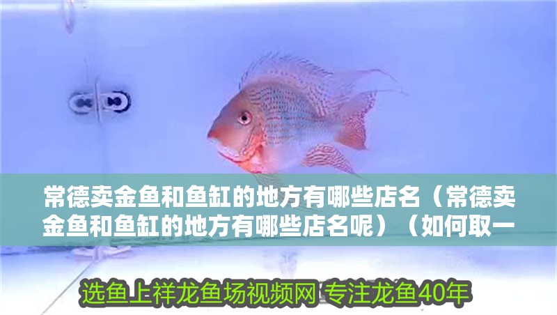 常德賣金魚和魚缸的地方有哪些店名（常德賣金魚和魚缸的地方有哪些店名呢）（如何取一個好聽的魚店名？）