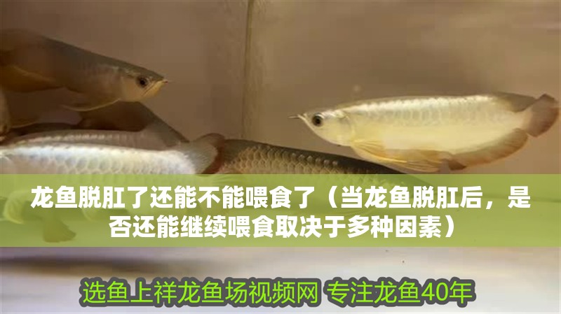 龍魚脫肛了還能不能喂食了（當龍魚脫肛后，是否還能繼續喂食取決于多種因素） 龍魚脫肛了還能不能喂食了（當龍魚脫肛后，是否還能繼續喂食取決于多種因素） 龍魚百科
