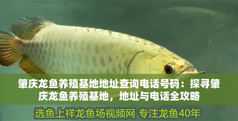肇慶龍魚養殖基地地址查詢電話號碼：探尋肇慶龍魚養殖基地，地址與電話全攻略