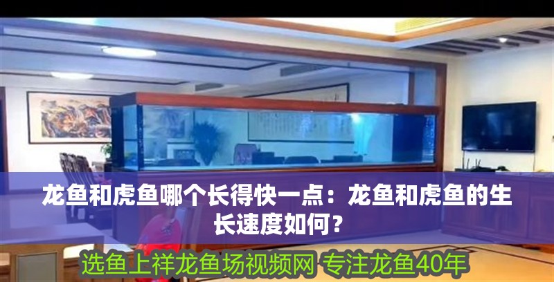龍魚和虎魚哪個長得快一點：龍魚和虎魚的生長速度如何？