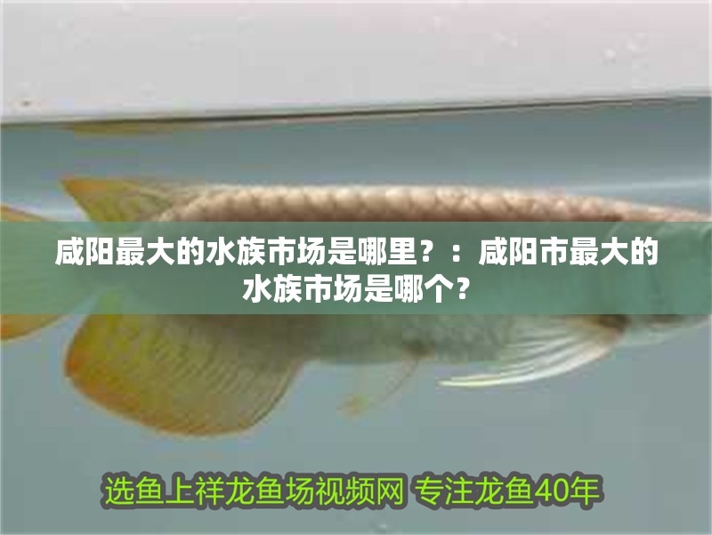 咸陽最大的水族市場是哪里？：咸陽市最大的水族市場是哪個？