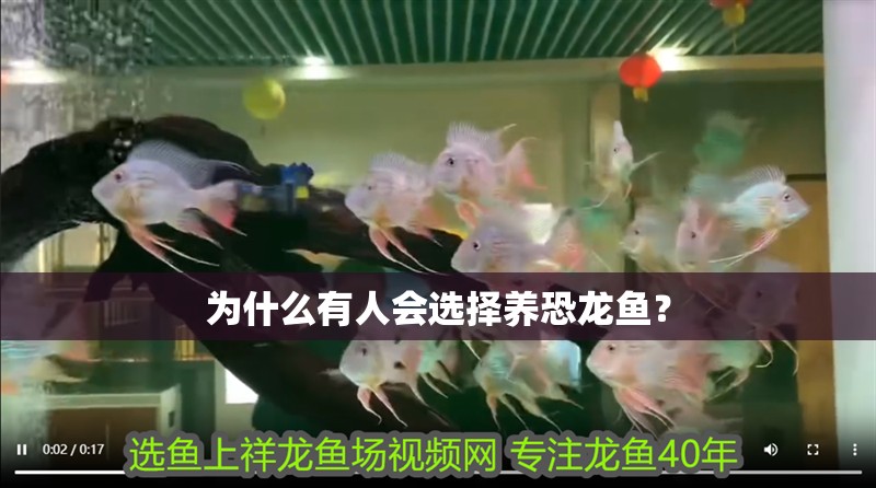 龍魚干蝦有營養(yǎng)嗎 為什么有人會選擇養(yǎng)恐龍魚? 龍魚論壇 為什么有人會選擇養(yǎng)恐龍魚? 為什么有人會選擇養(yǎng)恐龍魚? 龍魚論壇
