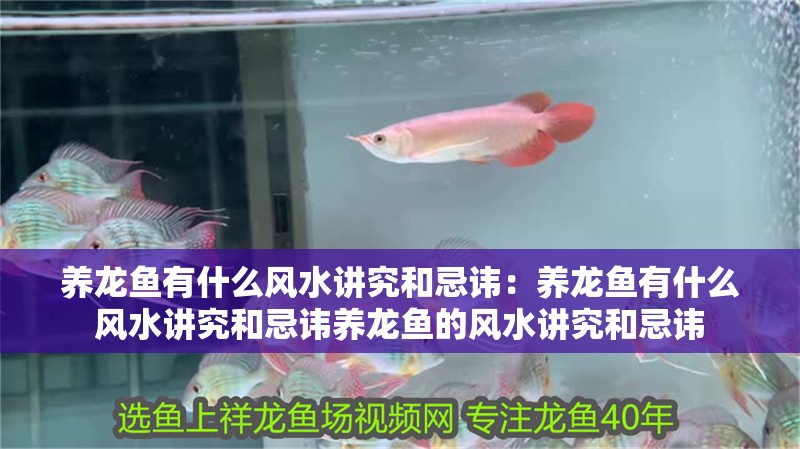 養龍魚有什么風水講究和忌諱：養龍魚有什么風水講究和忌諱養龍魚的風水講究和忌諱