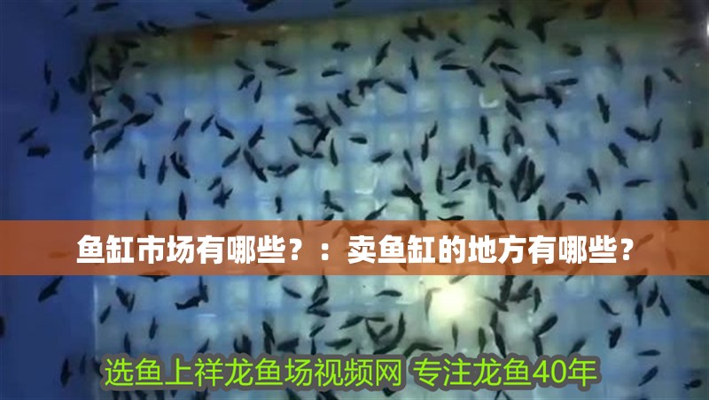 魚缸市場有哪些？：賣魚缸的地方有哪些？