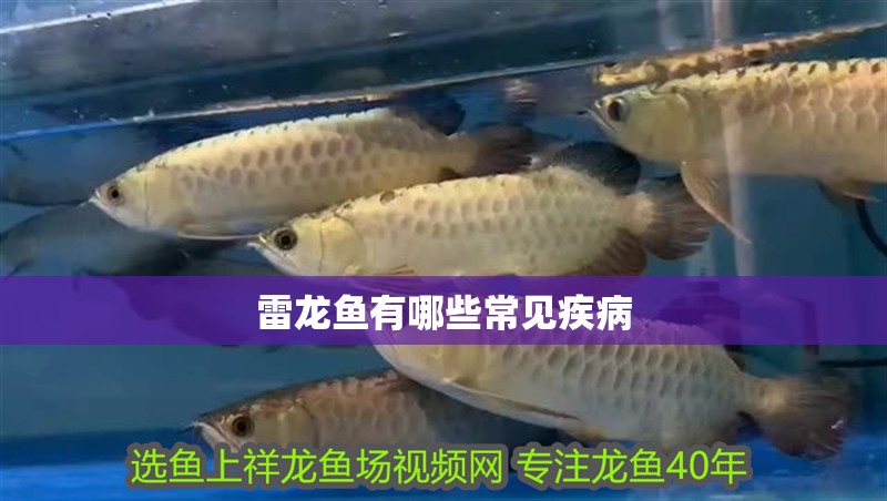 雷龍魚有哪些常見疾病