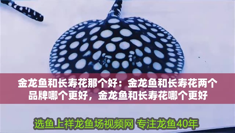 金龍魚和長壽花那個好：金龍魚和長壽花兩個品牌哪個更好，金龍魚和長壽花哪個更好
