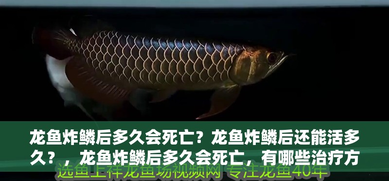 龍魚(yú)炸鱗后多久會(huì)死亡？龍魚(yú)炸鱗后還能活多久？，龍魚(yú)炸鱗后多久會(huì)死亡，有哪些治療方法 龍魚(yú)炸鱗后多久會(huì)死亡？龍魚(yú)炸鱗后還能活多久？，龍魚(yú)炸鱗后多久會(huì)死亡，有哪些治療方法 龍魚(yú)百科