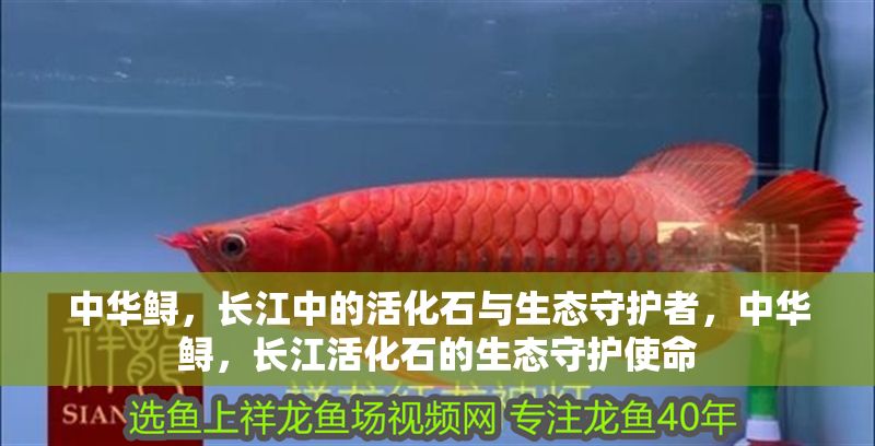 中華鱘，長江中的活化石與生態守護者，中華鱘，長江活化石的生態守護使命 中華鱘，長江中的活化石與生態守護者，中華鱘，長江活化石的生態守護使命 龍魚百科 第1張