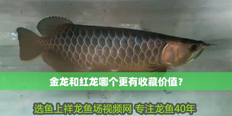 金龍和紅龍哪個更有收藏價值？
