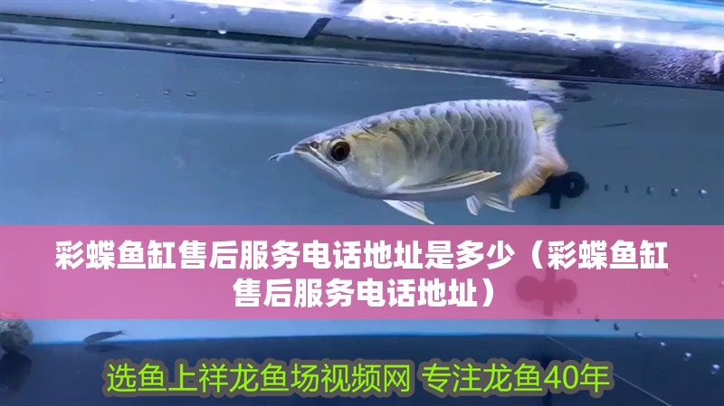 魚缸造景先放沙還是先放水(魚缸造景先鋪沙還是先放石頭) 彩蝶魚缸售后服務(wù)電話地址是多少(彩蝶魚缸售后服務(wù)電話地址) 魚缸百科 彩蝶魚缸售后服務(wù)電話地址是多少(彩蝶魚缸售后服務(wù)電話地址) 彩蝶魚缸售后服務(wù)電話地址是多少(彩蝶魚缸售后服務(wù)電話地址) 魚缸百科