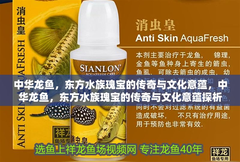 中華龍魚，東方水族瑰寶的傳奇與文化意蘊，中華龍魚，東方水族瑰寶的傳奇與文化意蘊探析 中華龍魚，東方水族瑰寶的傳奇與文化意蘊，中華龍魚，東方水族瑰寶的傳奇與文化意蘊探析 龍魚百科 第1張