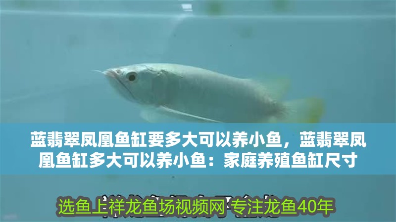 藍翡翠鳳凰魚缸要多大可以養小魚，藍翡翠鳳凰魚缸多大可以養小魚：家庭養殖魚缸尺寸 藍翡翠鳳凰魚缸要多大可以養小魚，藍翡翠鳳凰魚缸多大可以養小魚：家庭養殖魚缸尺寸 魚缸百科