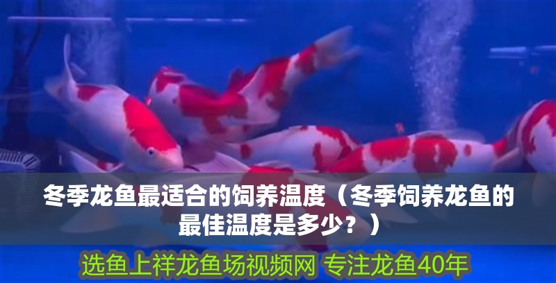 冬季龍魚最適合的飼養(yǎng)溫度（冬季飼養(yǎng)龍魚的最佳溫度是多少？）
