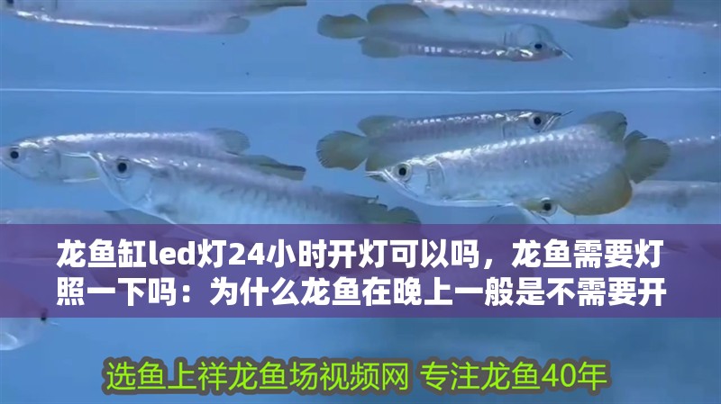 龍魚怕什么 龍魚缸led燈24小時開燈可以嗎,龍魚需要燈照一下嗎:為什么龍魚在晚上一般是不需要開燈的? 龍魚百科 龍魚缸led燈24小時開燈可以嗎,龍魚需要燈照一下嗎:為什么龍魚在晚上一般是不需要開燈的? 龍魚缸led燈24小時開燈可以嗎,龍魚需要燈照一下嗎:為什么龍魚在晚上一般是不需要開燈的? 龍魚百科