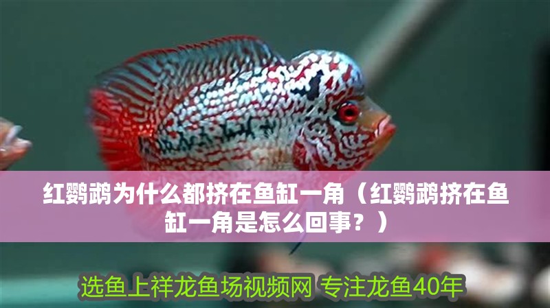 紅鸚鵡為什么都擠在魚缸一角（紅鸚鵡擠在魚缸一角是怎么回事？）