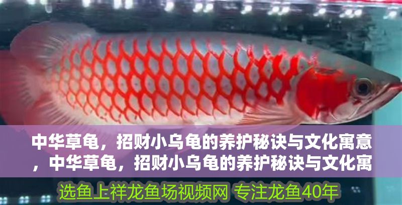 中華草龜，招財小烏龜的養護秘訣與文化寓意，中華草龜，招財小烏龜的養護秘訣與文化寓意全解析