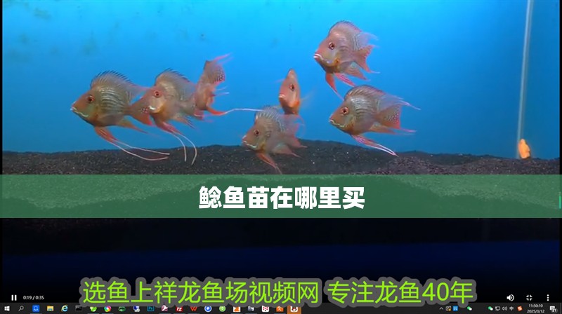鯰魚苗在哪里買