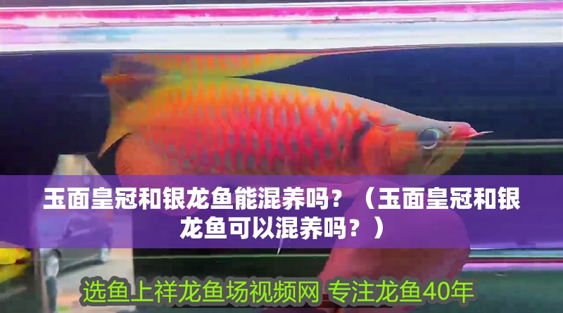 玉面皇冠和銀龍魚能混養嗎？（玉面皇冠和銀龍魚可以混養嗎？）