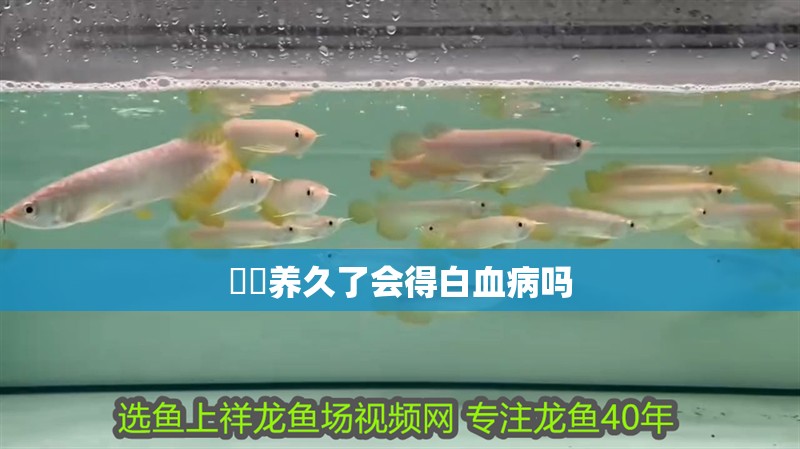 鳑鲏養久了會得白血病嗎