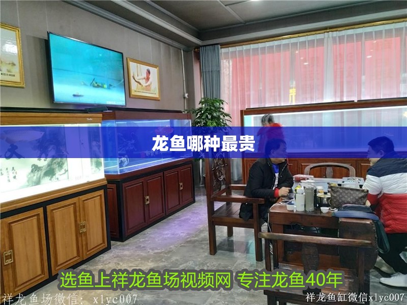 龍魚哪種最貴