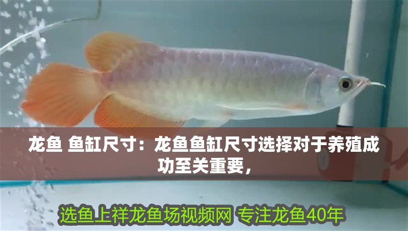 龍魚 魚缸尺寸：龍魚魚缸尺寸選擇對于養殖成功至關重要，