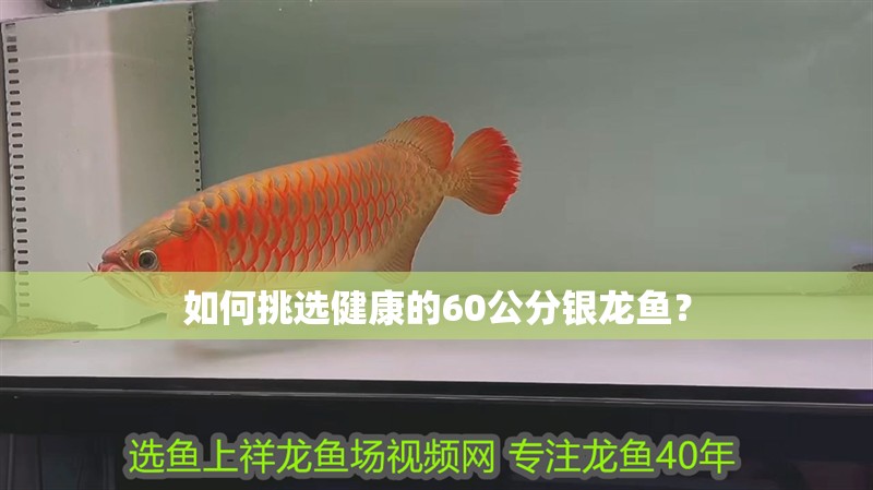 如何挑選健康的60公分銀龍魚？