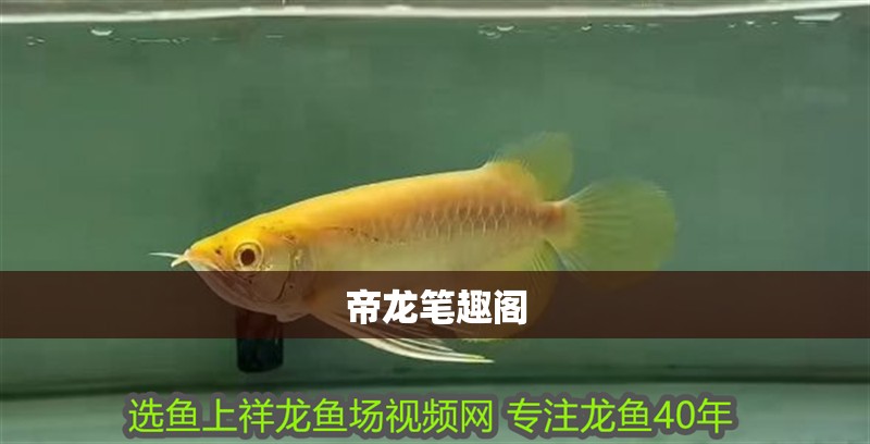 帝龍筆趣閣